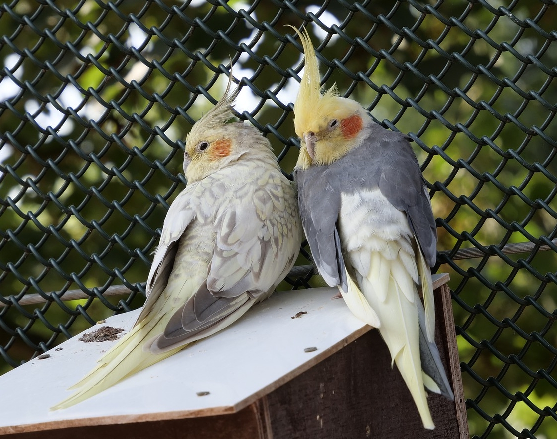 探し回っているのは新しいパートナー 妻に先立たれたオカメインコのその後 マイテンポで豪州田舎暮らし