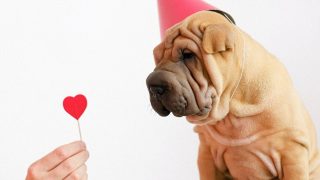 愛犬とバレンタインデー