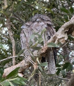 オージーヨタカ