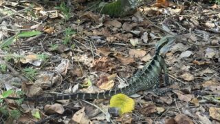 ウォータードラゴン