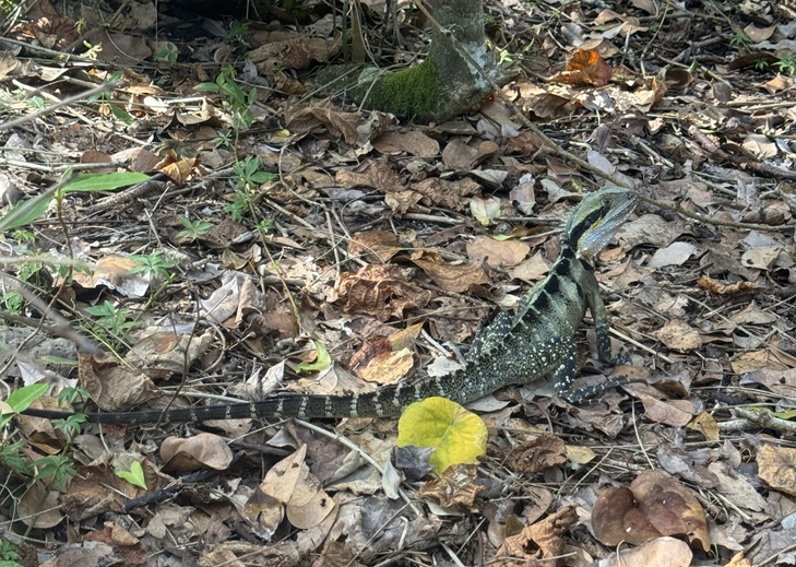 ウォータードラゴン