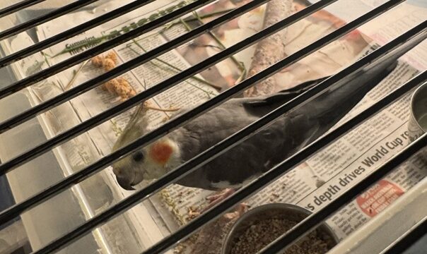 バリアフリー