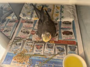食べてる