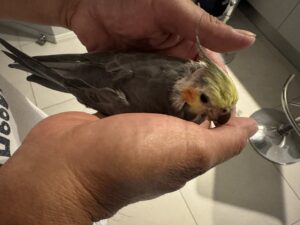 手の中で